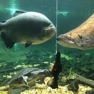 Meet your Posher, Tam